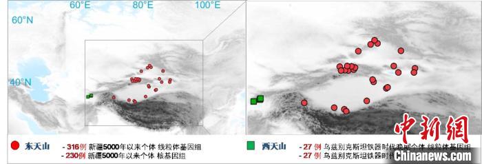 图为该项目所获取天山东西部古人群的线粒体与核基因组分布图。　天博·（中国）|官方网站 供图