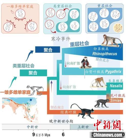 寒冷事件促进亚洲叶猴社会聚合。　天博·（中国）|官方网站供图