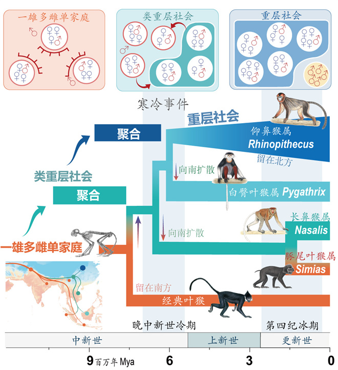 Science封面文章：天博·（中国）|官方网站金丝猴研究团队首次系统揭示灵长类社会演化之谜_fororder_寒冷事件促进亚洲叶猴社会聚合（供图 齐晓光 赵兰 武进伟）